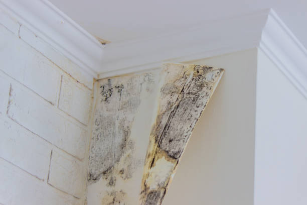 Best Commercial Mold Inspection  in Elgin, SC